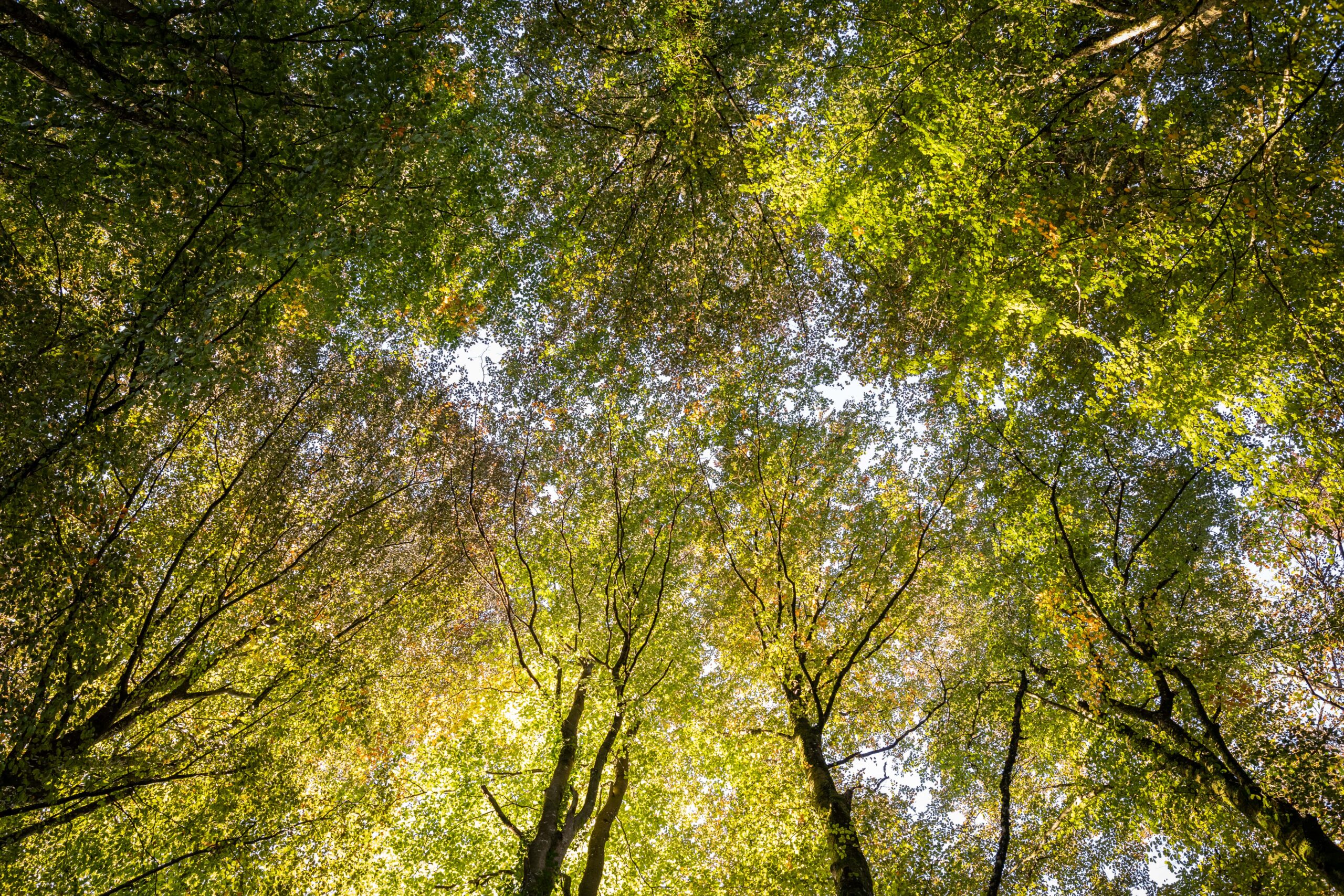 Bien-être | foret domaine hardouinais scaled foret-domaine-hardouinais