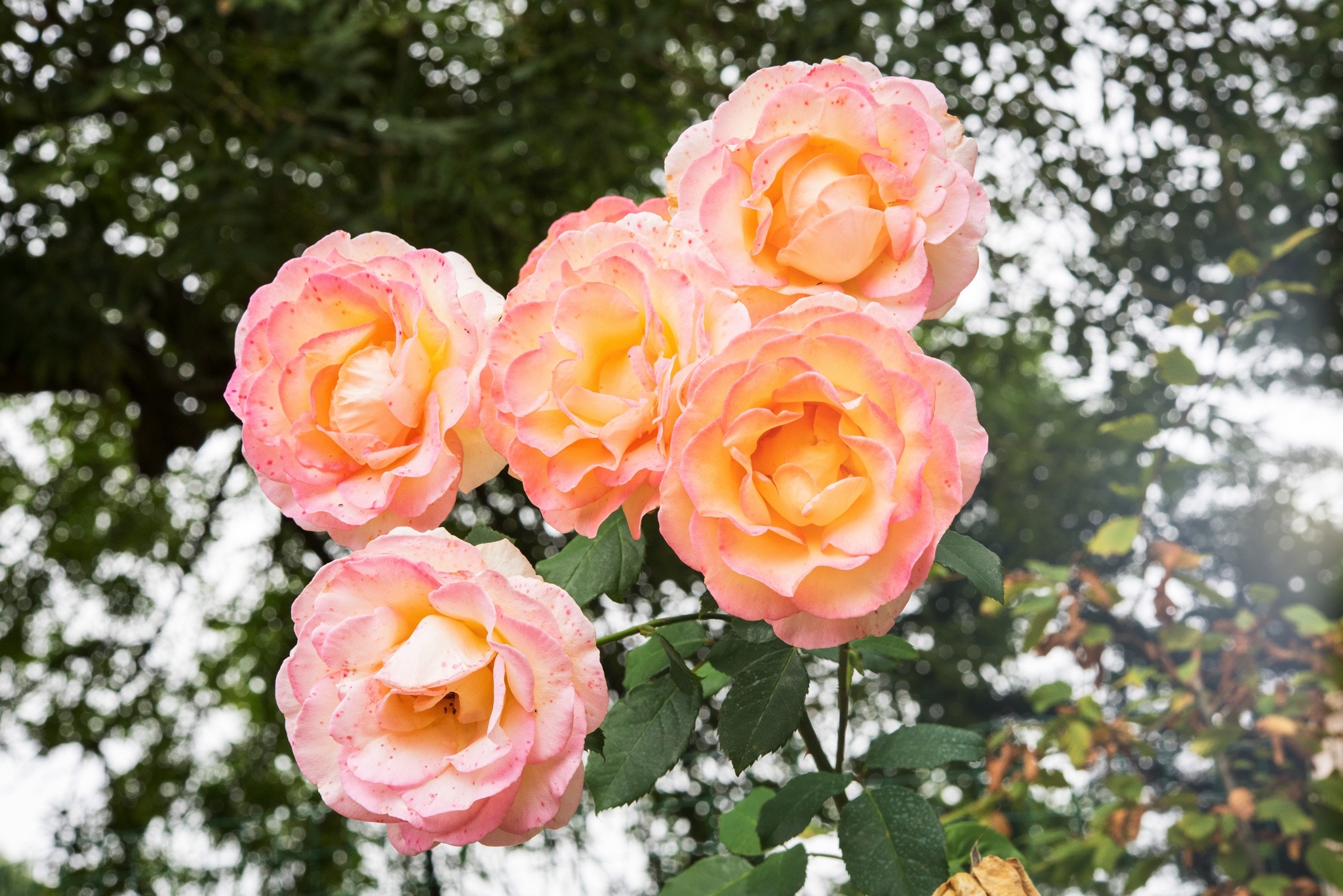 roses jardin domaine hardouinais